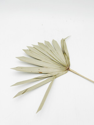 SUN CUT PALM LEAF (SINGLE STEM)