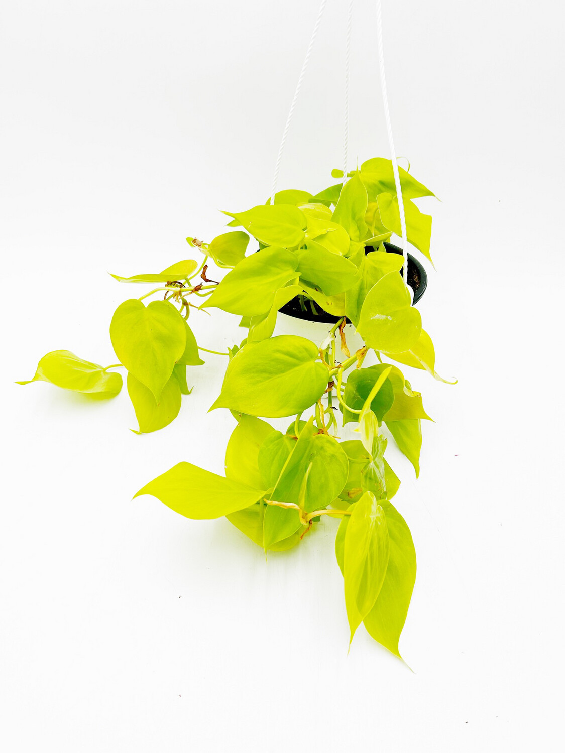 PHILODENDRON CORDATUM LIME HANGING BASKET 6