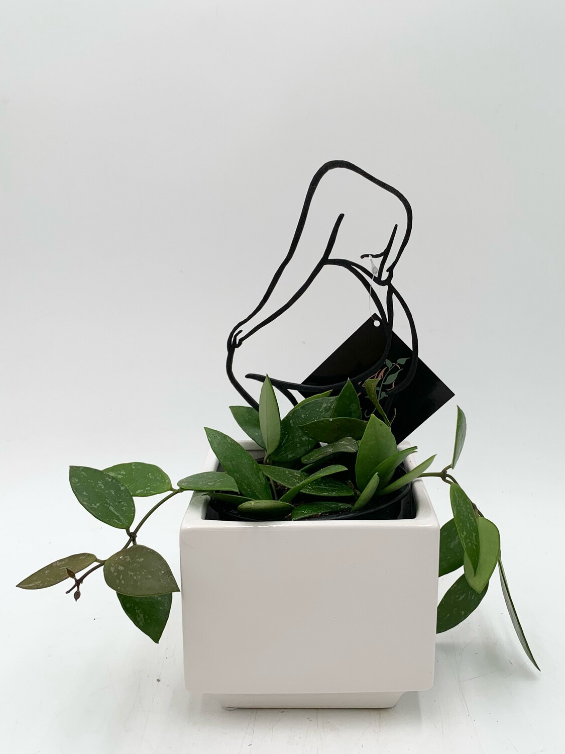 FEMME AND FIERCE TRELLIS 7" BLACK