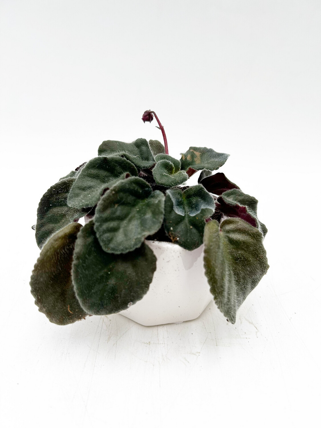 AFRICAN VIOLET POTTED IN WHITE POT 3