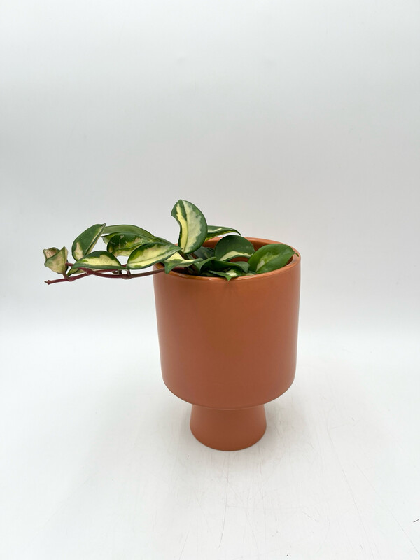 TERRACOTTA TALL PEDESTAL PLANTER 5"