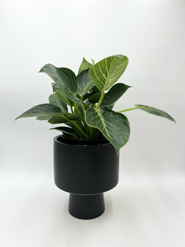 BLACK PEDESTAL PLANTER 7"