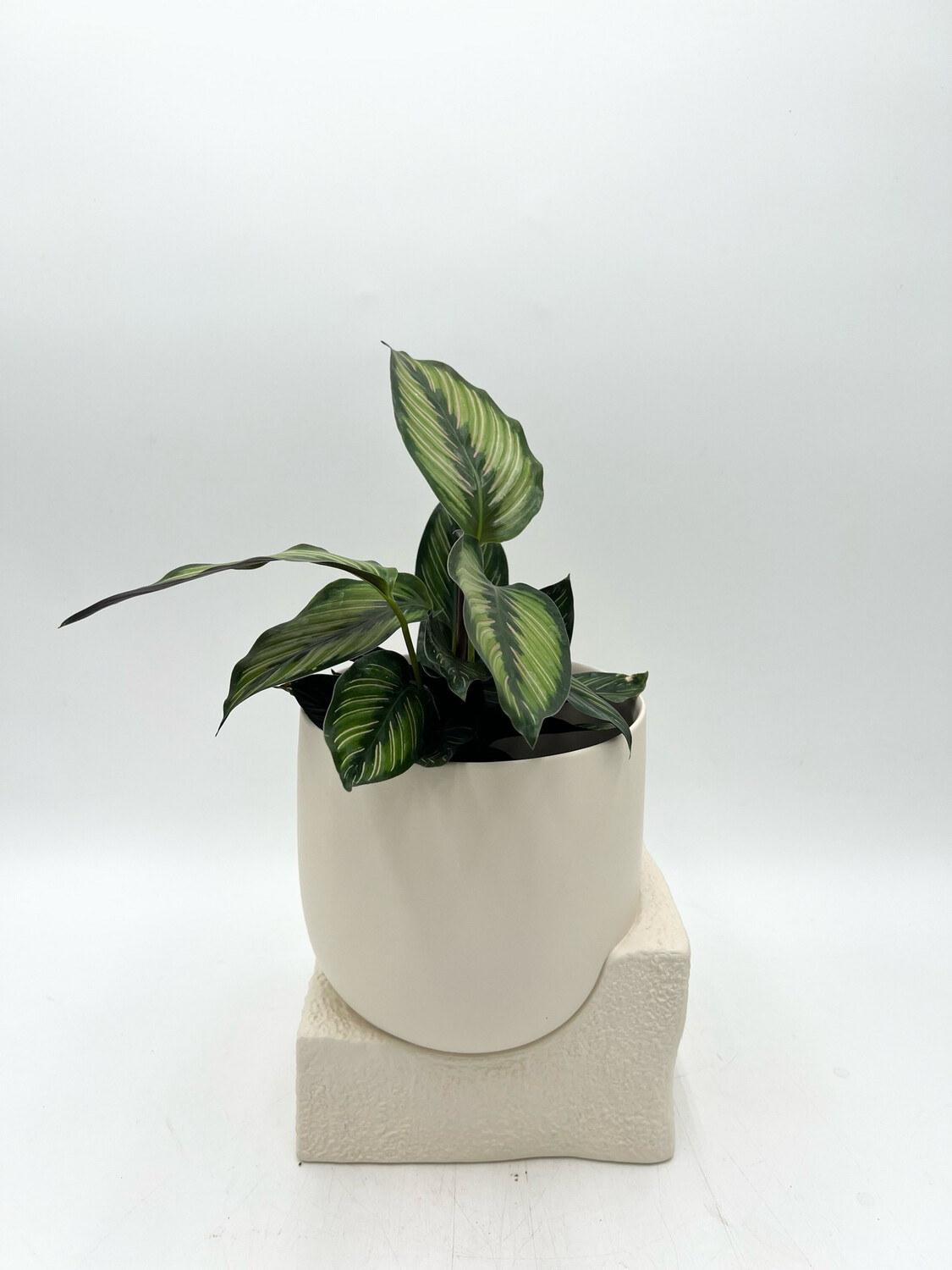 SCULPTURAL PLANTER 6"