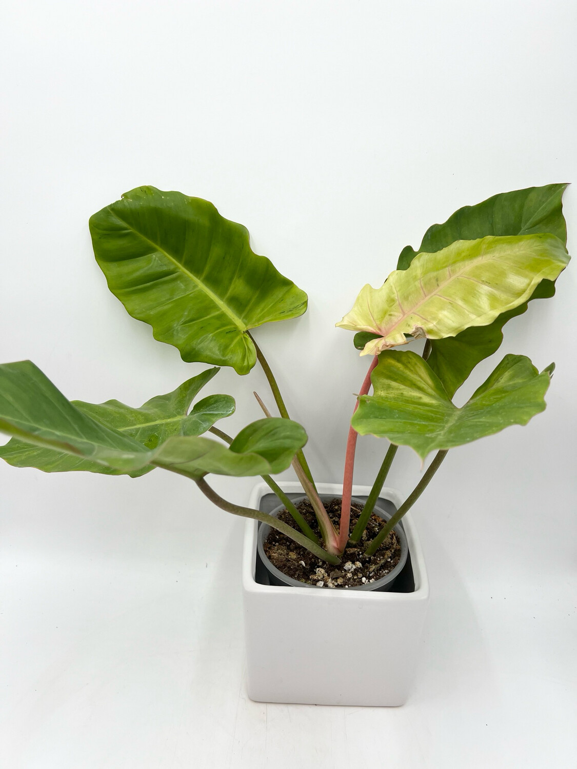 PHILODENDRON SNOWDRIFT 5.5