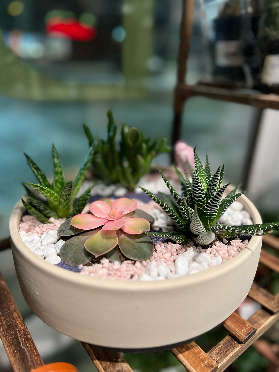 DESIGNER’S CHOICE SUCCULENT GARDEN BASIC