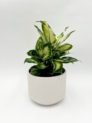 DIEFFENBACHIA COOL BEAUTY 6"