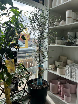 OLEA EUROPAEA (olive tree) 17”