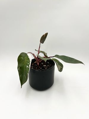 PHILODENDRON RED ANDERSON 5"