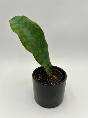 SANSEVIERIA WHALE FIN 4"