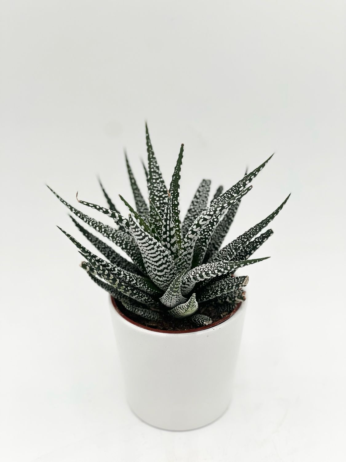 HAWORTHIA ATTENUATA VAR RADULA 3.25"