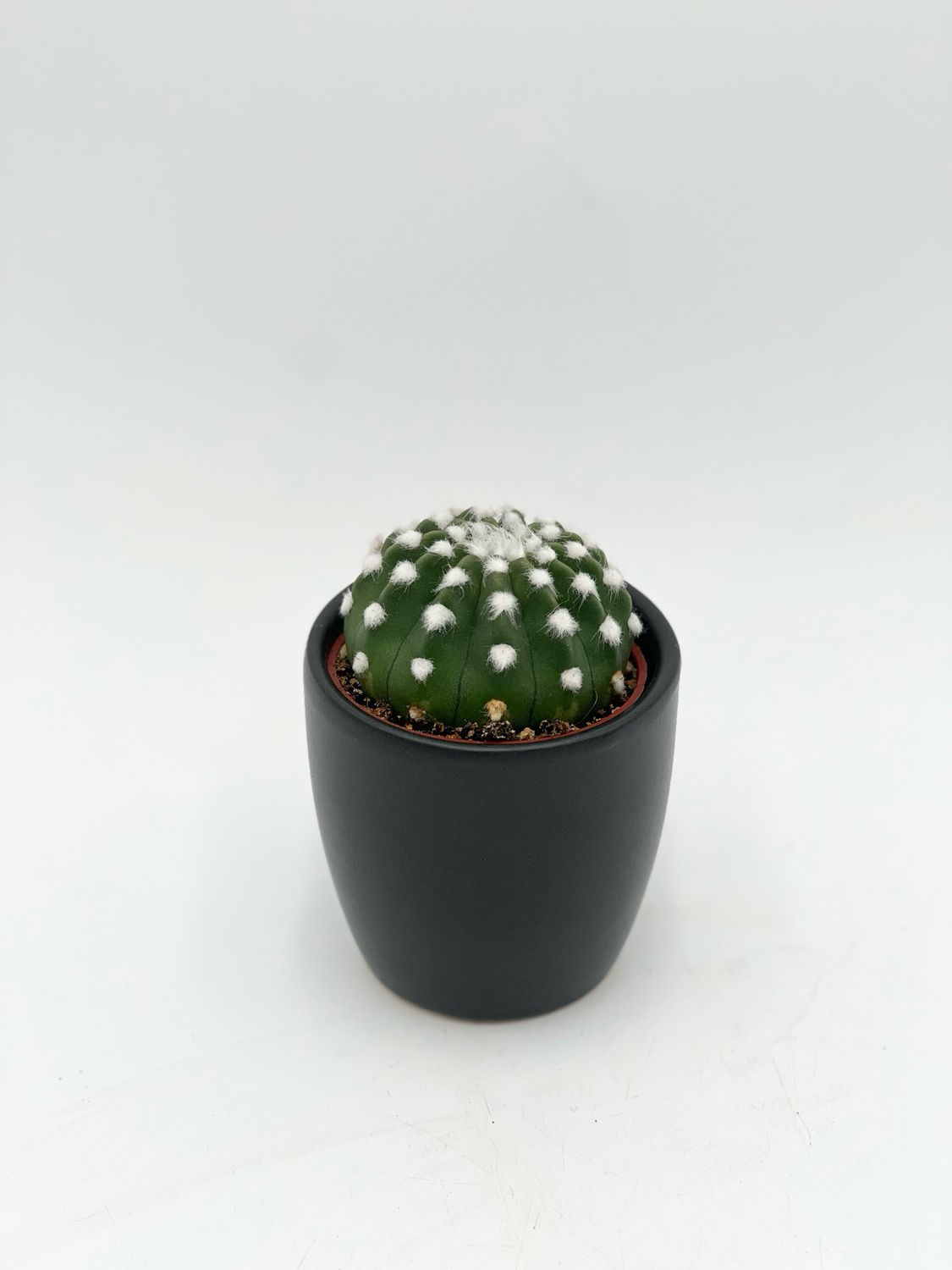 ASTROPHYTUM ASTERIAS 2.5"