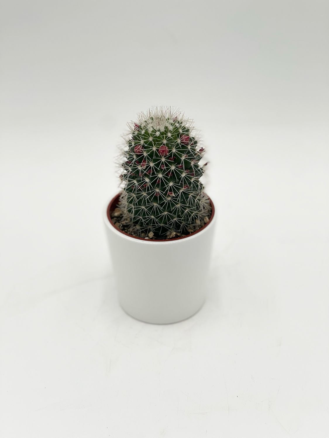 MAMMILLARIA SPINOSISSIMA 3.25"