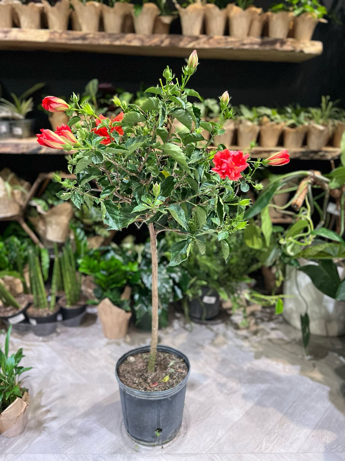 HIBISCUS STANDARD 10"