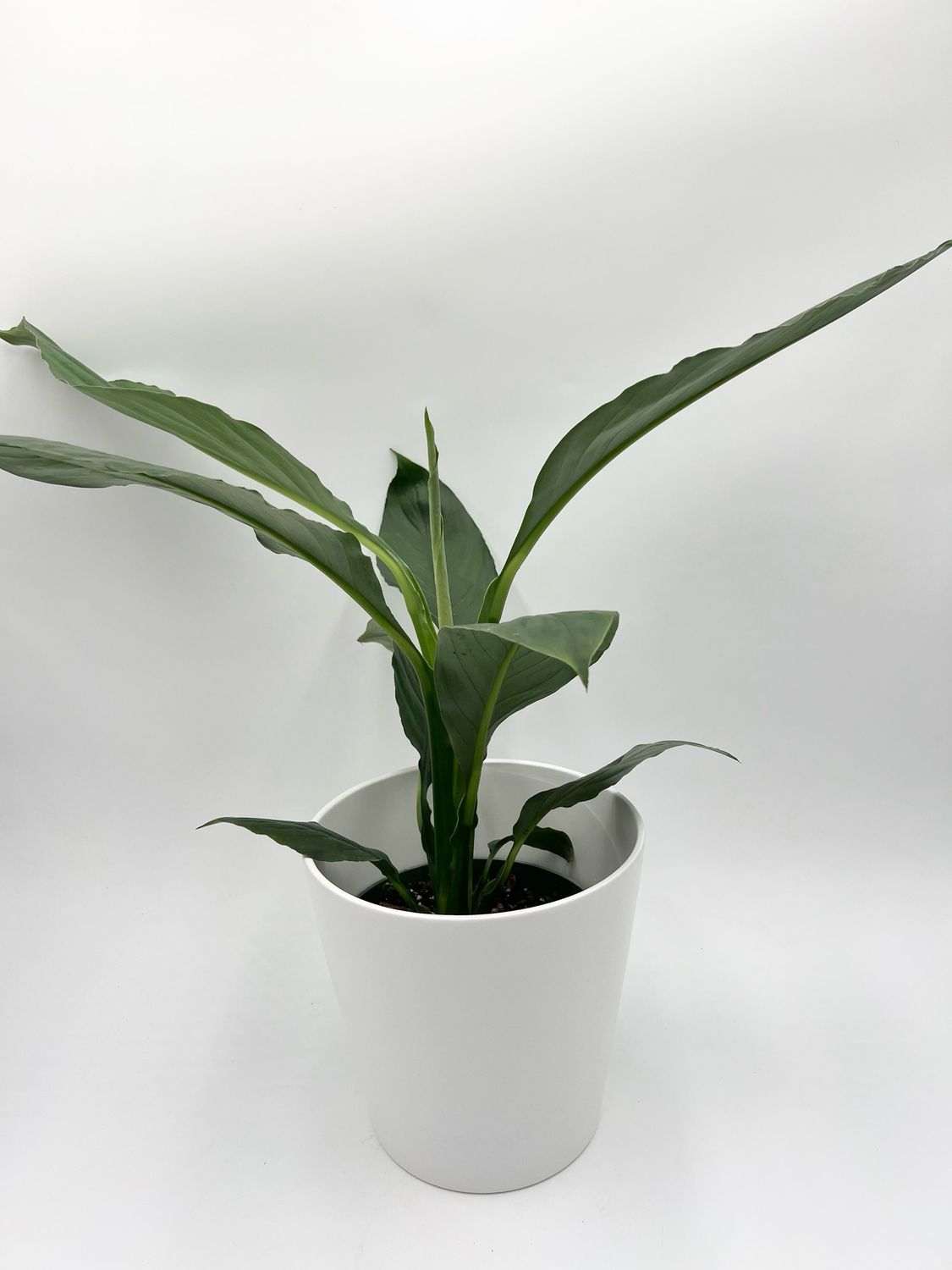 SPATHIPHYLLUM HYBRID 6"