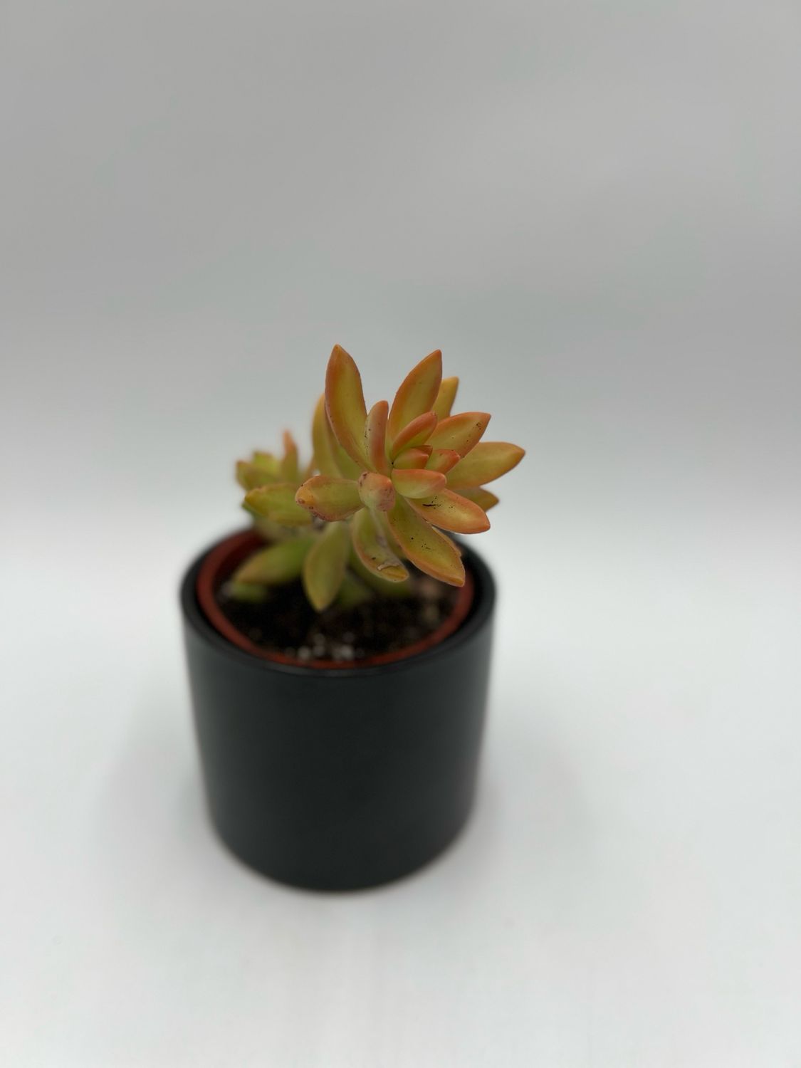 SEDUM ADOLPHI (FIRE STORM) 4"