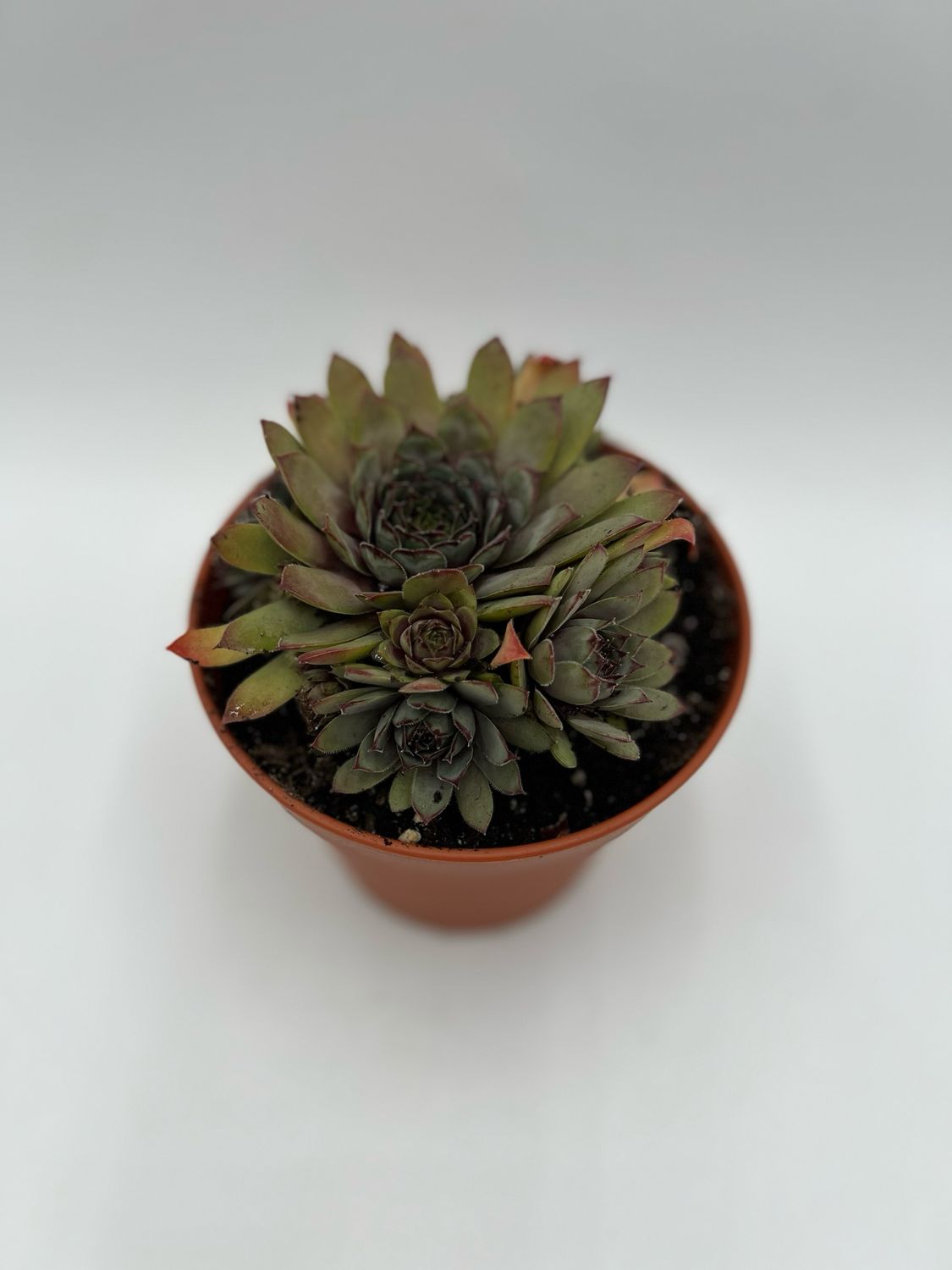 SEMPERVIVUM (DARK CLOUD) 8"