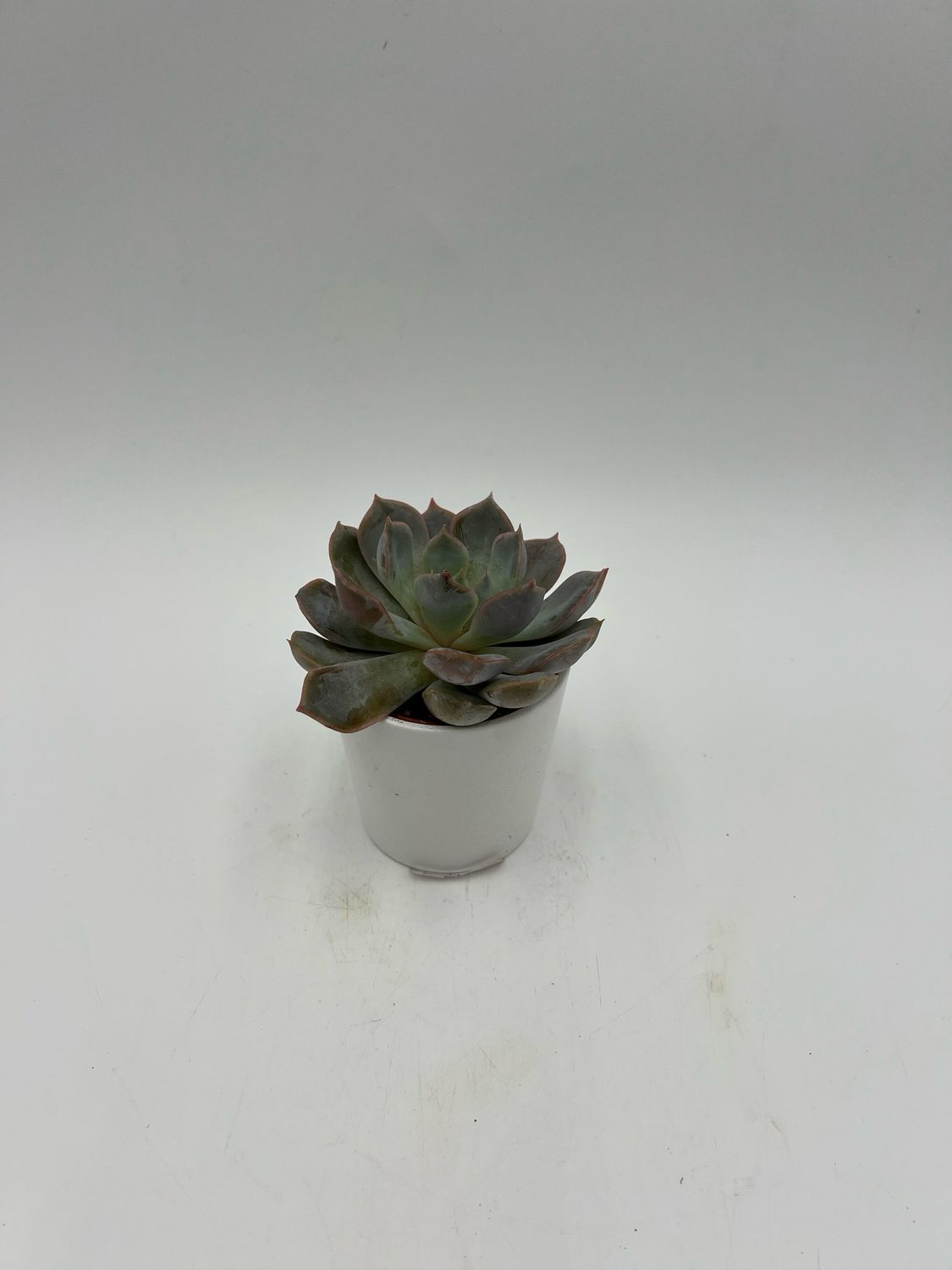 ECHEVERIA PUILDONIS 2"