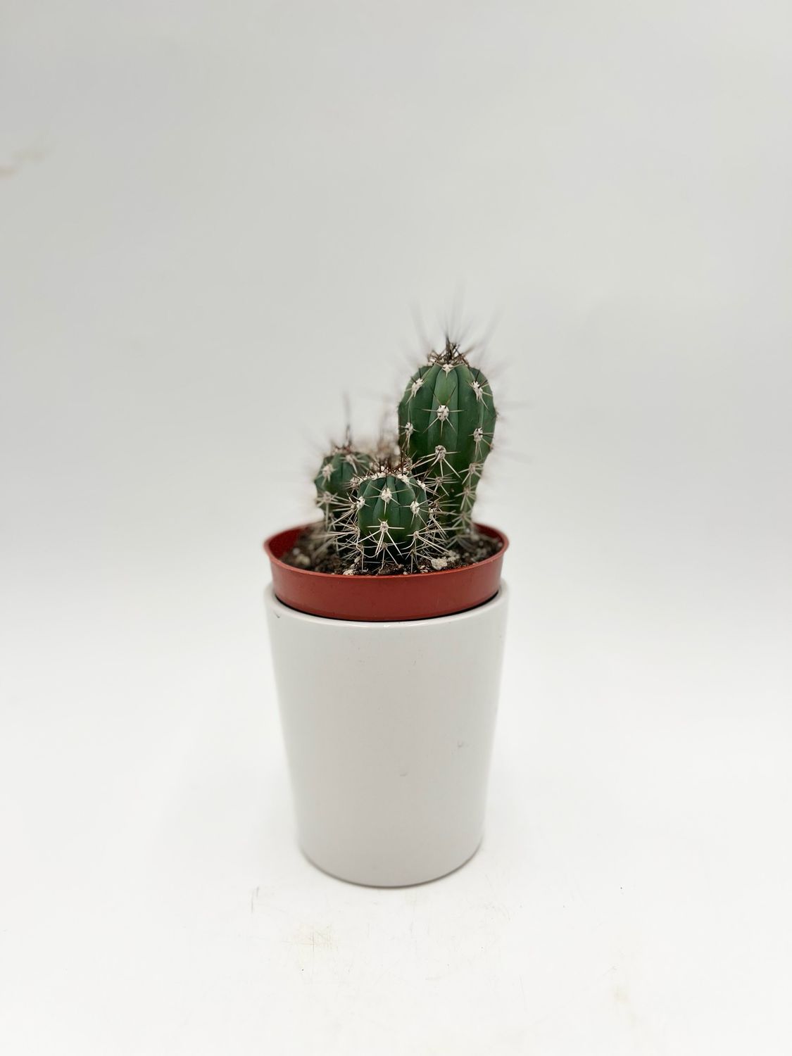 STETSONIA CORYNE 'TOOTHPCK CACTUS' 3.25"