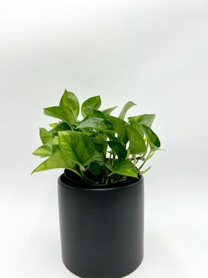 EPIPREMNUM GLOBAL GREEN 6"