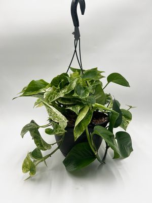 EPIPREMNUM AUREUM ‘MARBLE QUEEN’ (marble queen pothos) 8” hanging basket