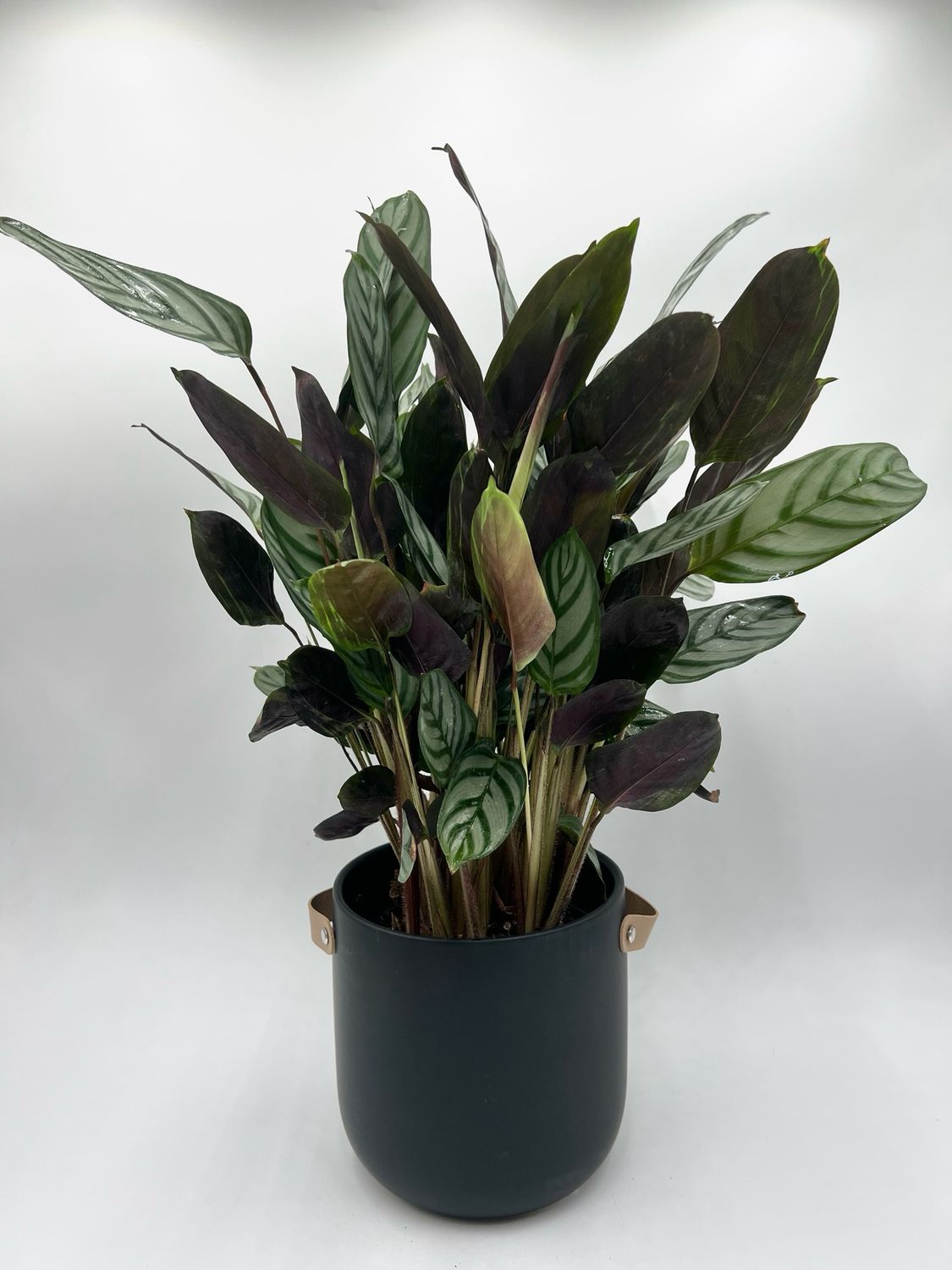 CALATHEA OPPENHEIMER 6"