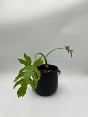 PHILODENDRON WARSZEWICZII 6"