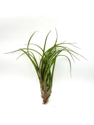 TILLANDSIA CAPITATA (maroon) 10-12”