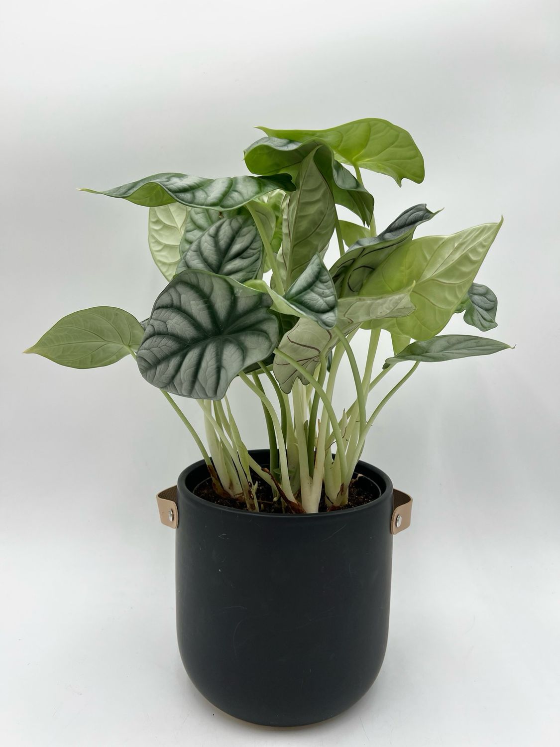 ALOCASIA SILVER DRAGON 6"