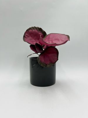 CALATHEA ROSEO DOTTIE 4"