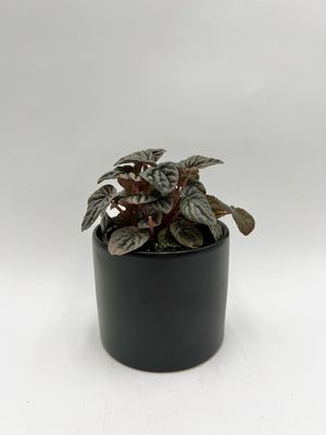 PEPEROMIA CAPERATA SILVER 4"