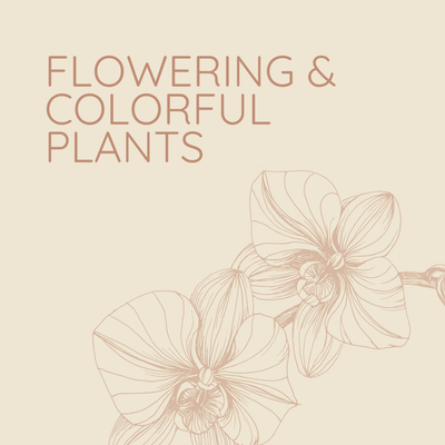 FLOWERING & COLORFUL PLANTS