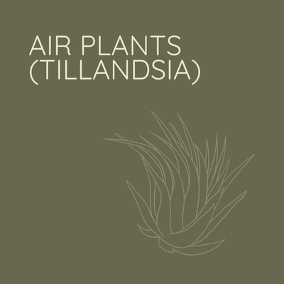 AIR PLANTS (TILLANDSIA)