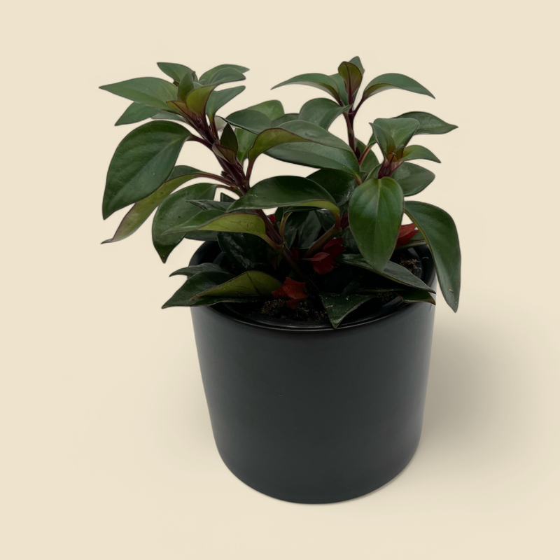 AESCHYNANTHUS RADICANS ‘RED LEAF’ (lipstick plant) 4”