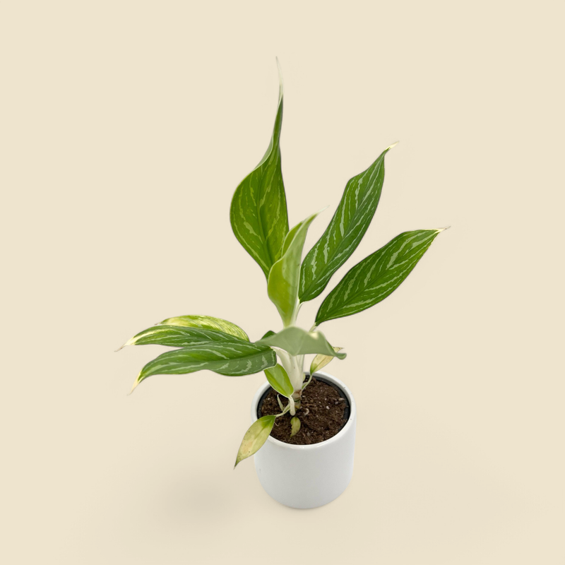 AGLAONEMA ‘WHITE SNOW’ (chinese evergreen) 4”
