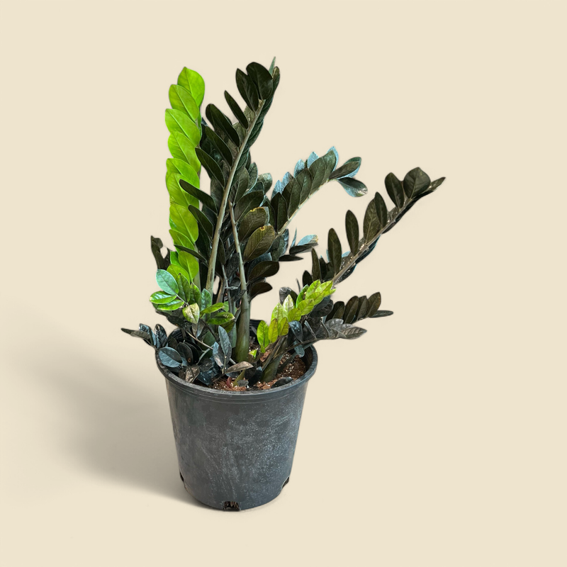ZAMIOCULCAS ZAMIIFOLIA ‘BLACK RAVEN’ (zz plant) 14”