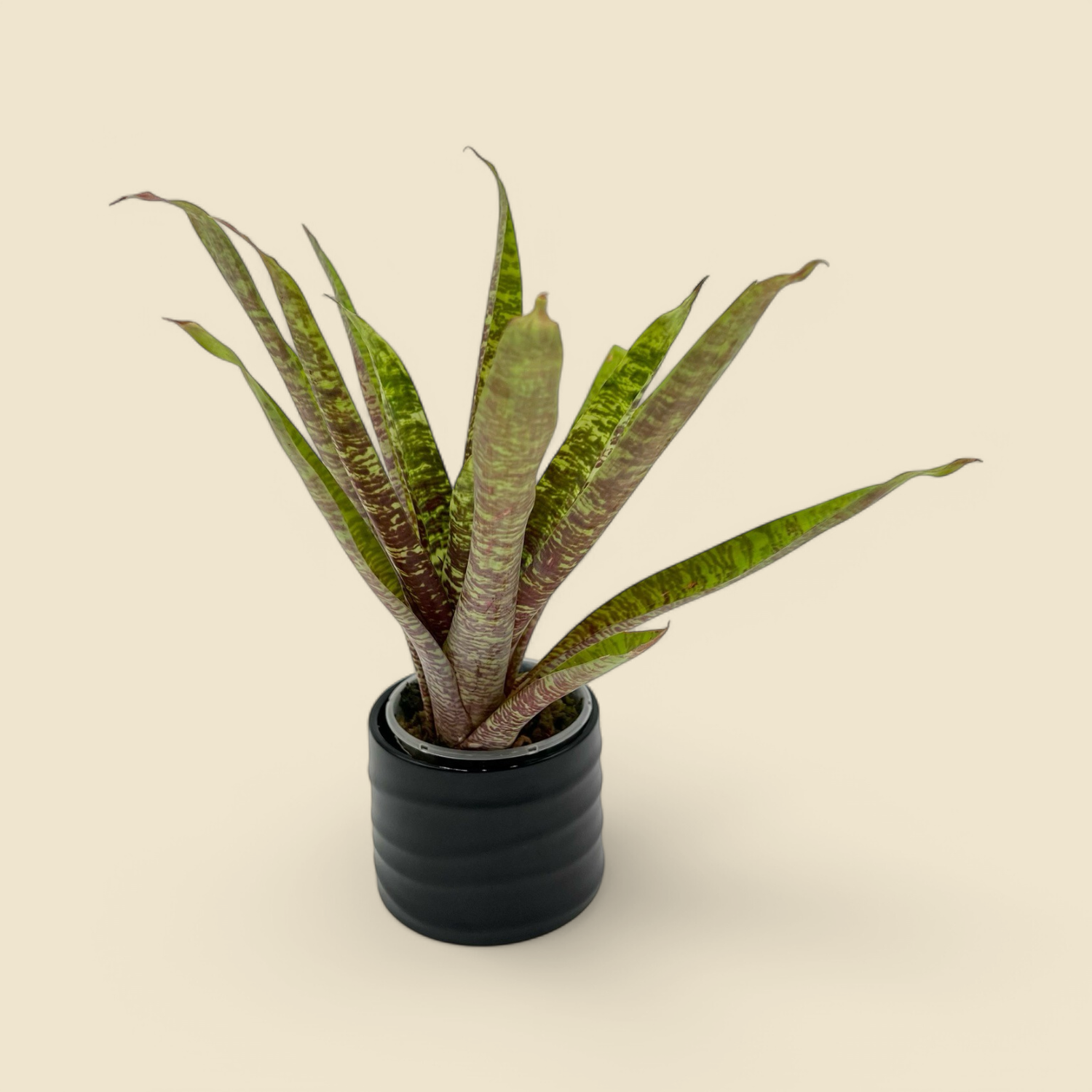 VRIESEA HYBRIDA ‘FOSTERIANA’ (foster’s bromeliad) 3”