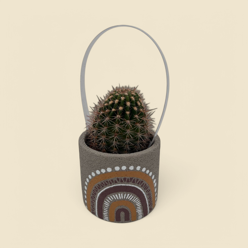 TRICHOCEREUS GRANDIFLORUS (grandiflorus cactus) 3.5”