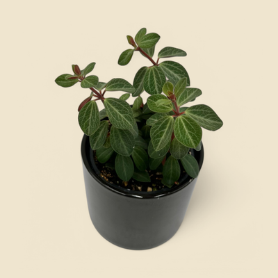 PEPEROMIA ‘RUBELLA’ (rubella peperomia) 4”