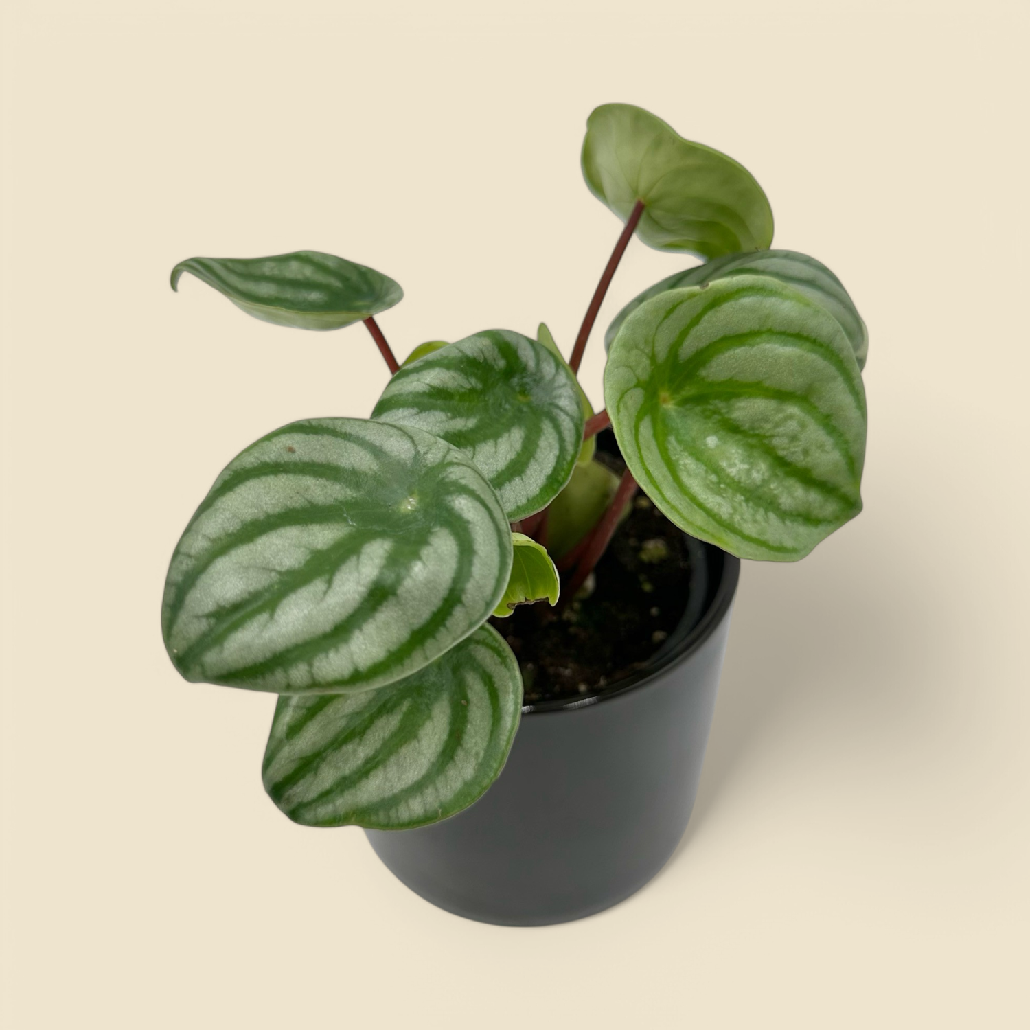 PEPEROMIA ARGYREIA (watermelon peperomia) 4” PEPEROMIA ARGYREIA (watermelon peperomia) 4”