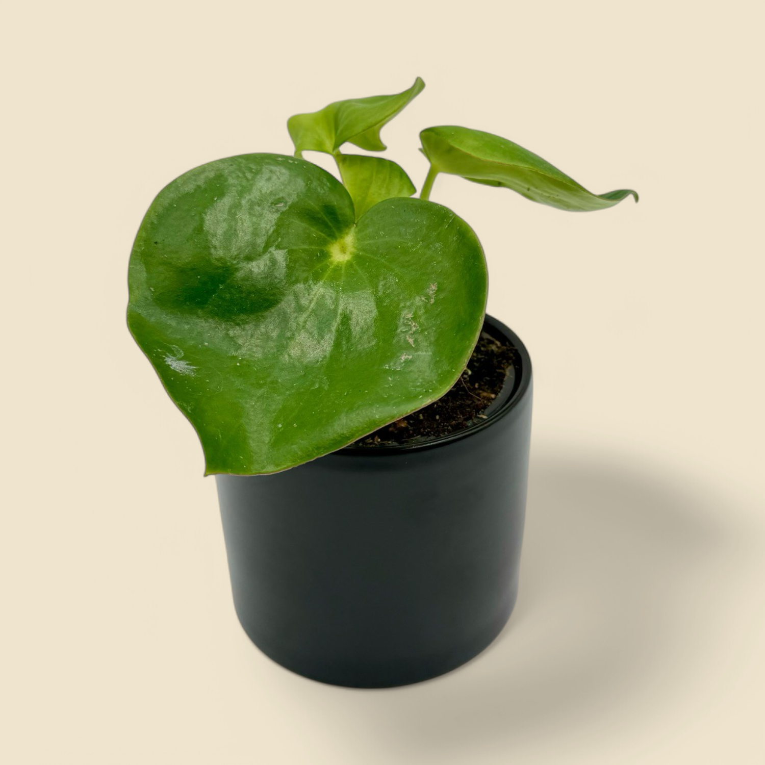 PEPEROMIA POLYBOTRYA RAINDROP (raindrop peperomia) 4”
