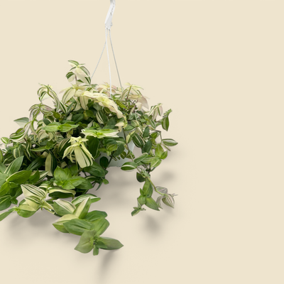 TRADESCANTIA FLUMINENSIS (creme inch plant) 8” hanging basket