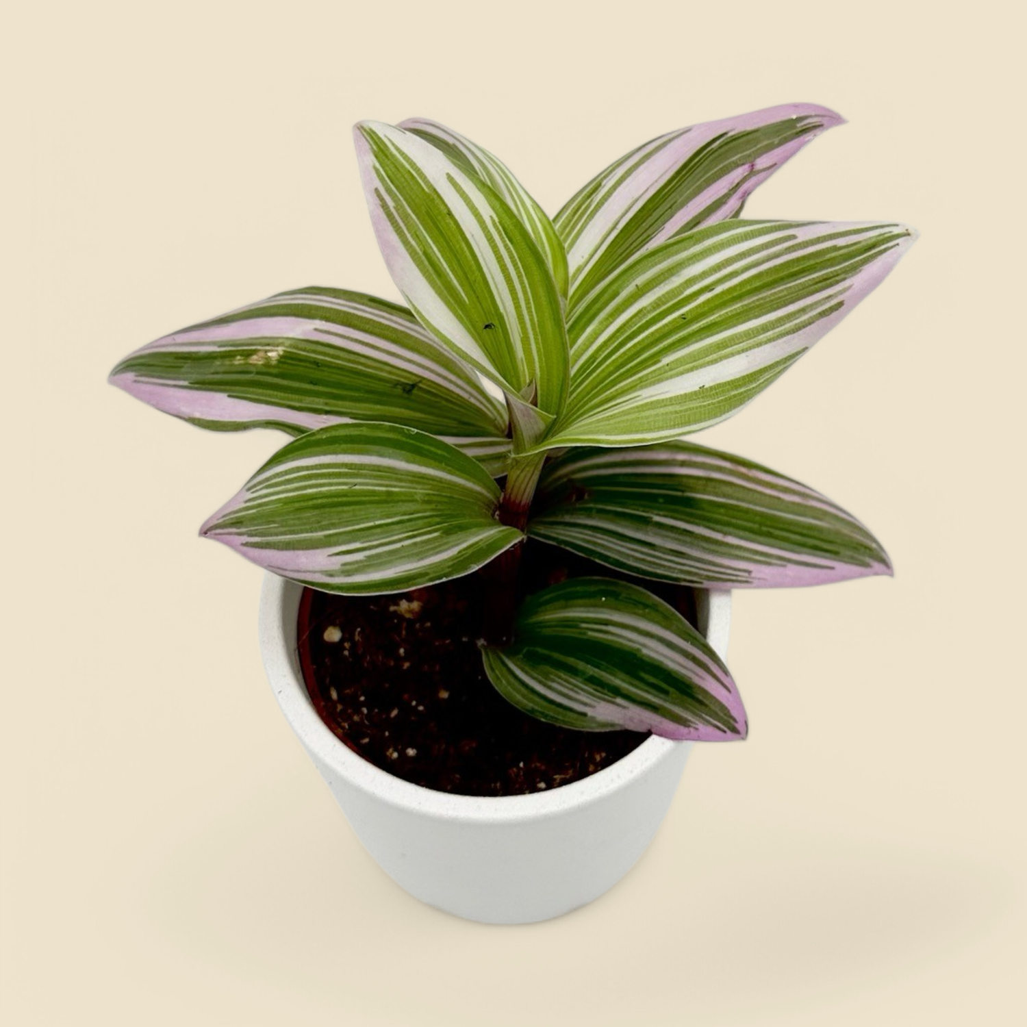 TRADESCANTIA FLUMINENSIS (inch plant) 2”.
