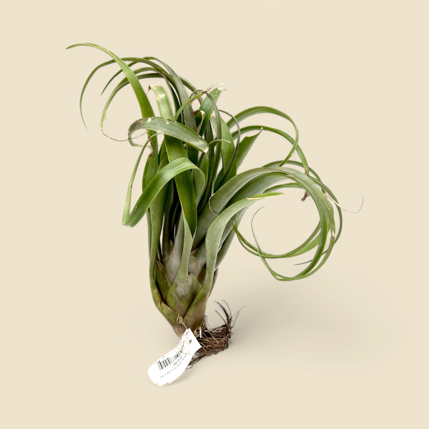 TILLANDSIA CAPITATA (yellow star) 45-50cm
