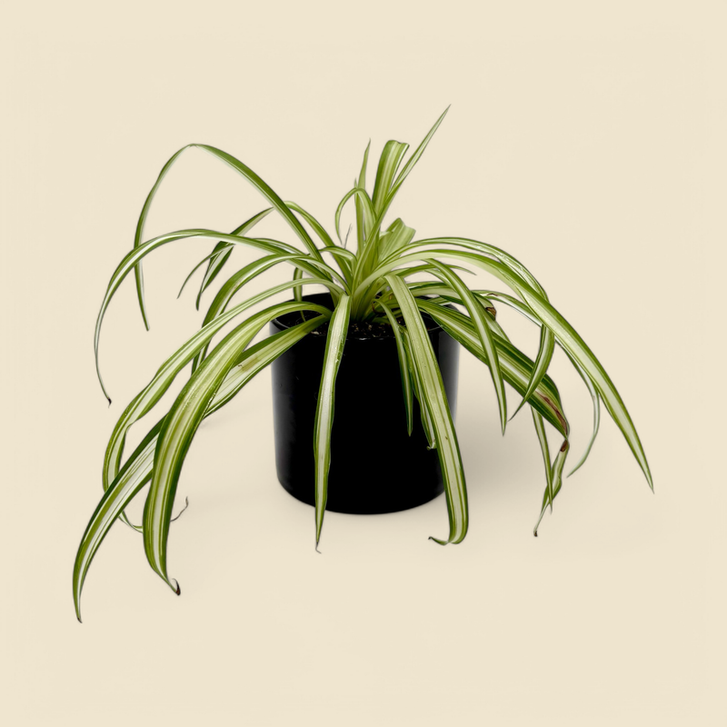 CHLOROPHYTUM COMOSUM (spider plant) 4”