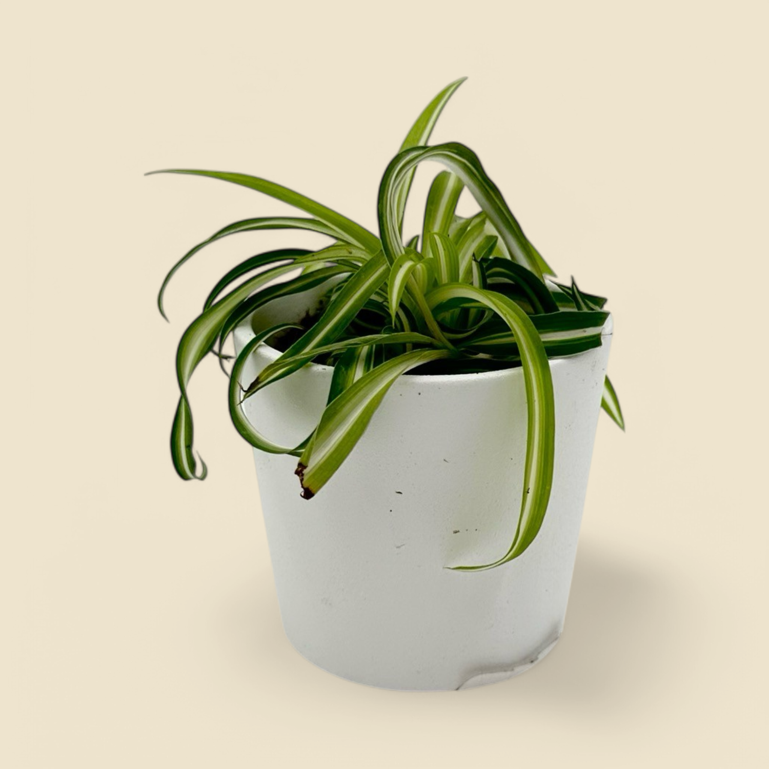 CHLOROPHYTUM COMOSUM ‘VITTATUM’ (variegated spider plant) 2”.