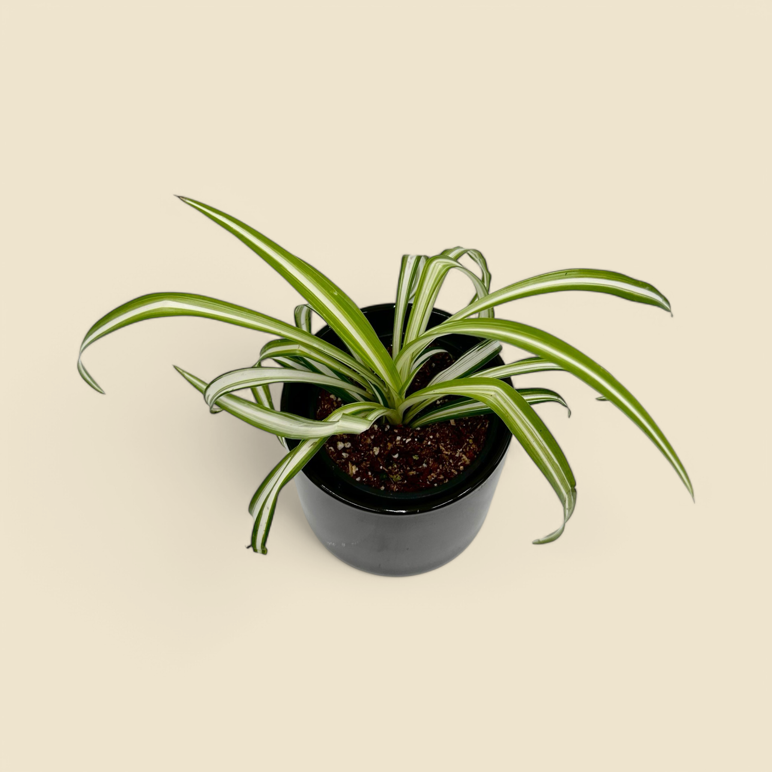 CHLOROPHYTUM COMOSUM ‘VITTATUM’ (variegated spider plant) 4”.