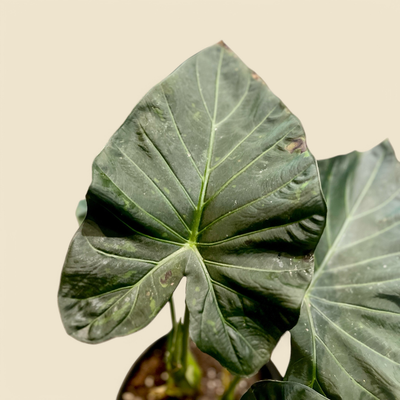 ALOCASIA 'REGAL SHIELD' (elephant ear) 10"