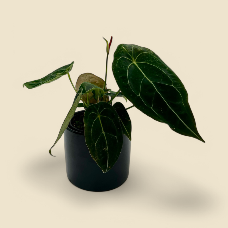 ANTHURIUM FORGETII (forgetii anthurium) 4”