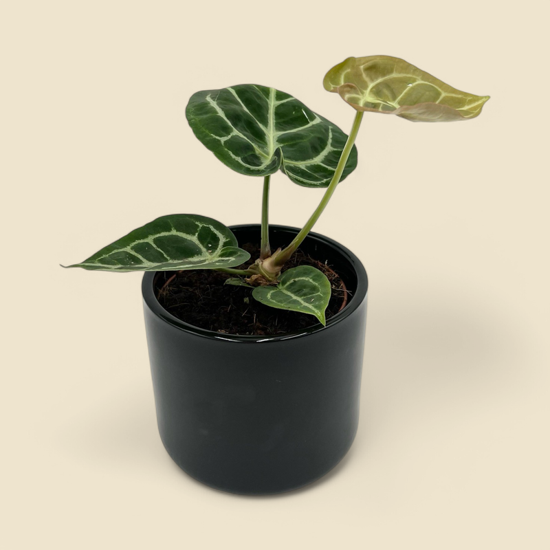 ANTHURIUM SILVER BLUSH (silver blush anthurium) 5”