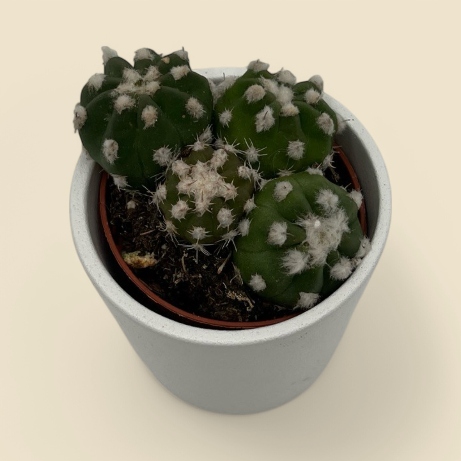 ASTROPHYTUM ASTERIAS (sand dollar cactus) 2”